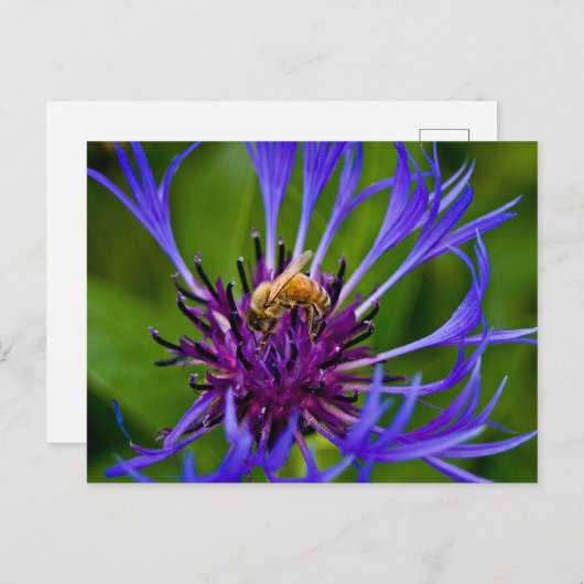 Foto van een mooie paarse bloem met honingbij briefkaart (Voorkant / Achterkant)