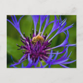 Foto van een mooie paarse bloem met honingbij briefkaart (Voorkant)