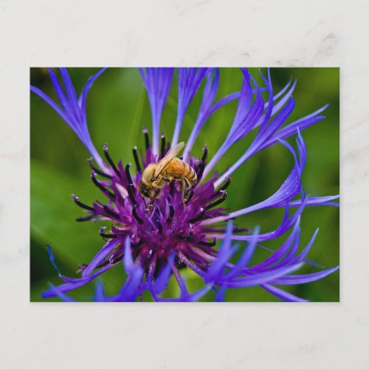 Foto van een mooie paarse bloem met honingbij briefkaart (Voorkant)