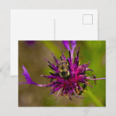 Foto van een mooie paarse bloem met honingbij briefkaart (Voorkant / Achterkant)