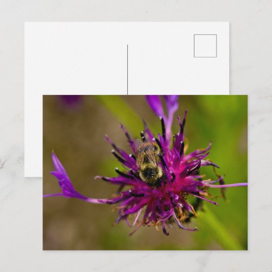 Foto van een mooie paarse bloem met honingbij briefkaart (Voorkant / Achterkant)