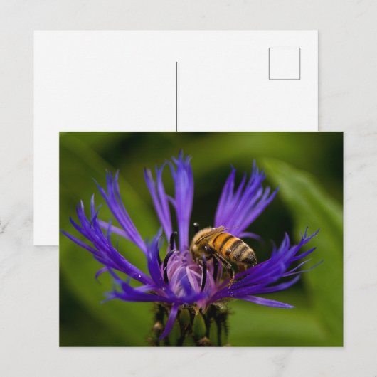 Foto van een mooie paarse bloem met honingbij briefkaart (Voorkant / Achterkant)