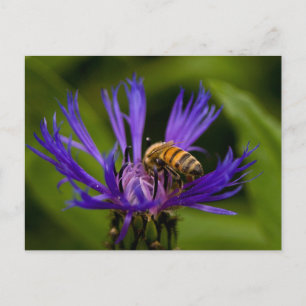 Foto van een mooie paarse bloem met honingbij briefkaart