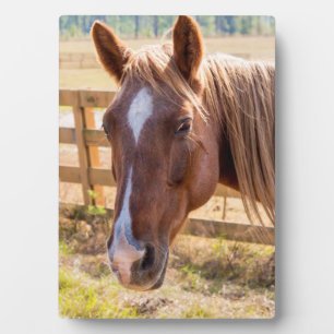 Foto van een paard in de zon op een Boerderij Fotoplaat