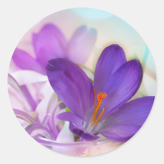 Foto van een  Paarse Lente Crocus Ronde Sticker (Voorkant)
