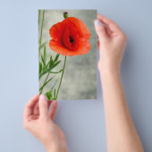 Foto van één papaverbloem flyer (Hand)