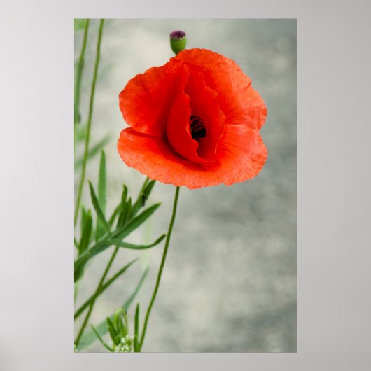 Foto van één papaverbloem poster (Voorkant)
