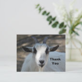 Foto van een portret van een schattige witte geit briefkaart (Staand voorkant)