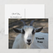Foto van een portret van een schattige witte geit briefkaart (Voorkant / Achterkant)