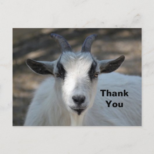 Foto van een portret van een schattige witte geit briefkaart (Voorkant)