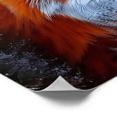 Foto van een Rode Fox in de sneeuw Poster (Hoek)