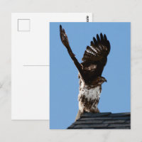 Foto van een Roodstaartbuizerd met Uitgebreide Vle