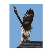 Foto van een Roodstaartbuizerd met Uitgebreide Vle