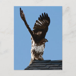 Foto van een Roodstaartbuizerd met Uitgebreide Vle Briefkaart