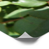 Foto van een roze Rose in Bloom Poster (Hoek)