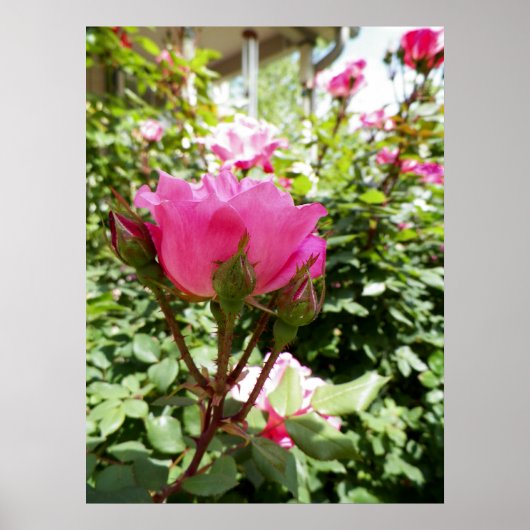 Foto van een roze Rose in Bloom Poster (Voorkant)