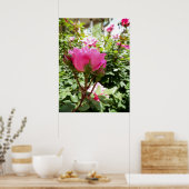 Foto van een roze Rose in Bloom Poster (Keuken)