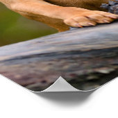 Foto van een scholier uit Hongarije Vizsla Dog Pup Poster (Hoek)