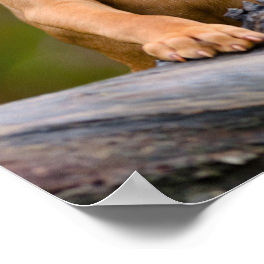 Foto van een scholier uit Hongarije Vizsla Dog Pup Poster (Hoek)