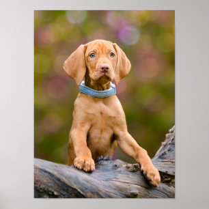 Foto van een scholier uit Hongarije Vizsla Dog Pup Poster