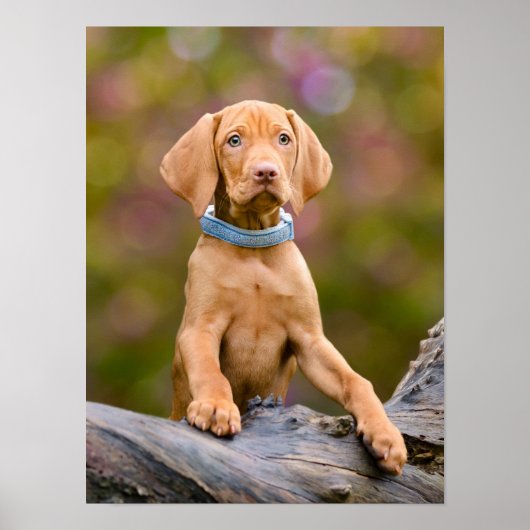 Foto van een scholier uit Hongarije Vizsla Dog Pup Poster (Voorkant)