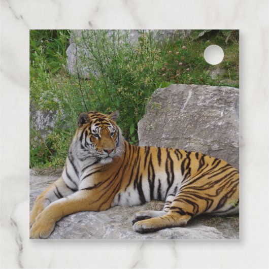 Foto van een Siberische tijger Bedankjes Labels (Achterkant)