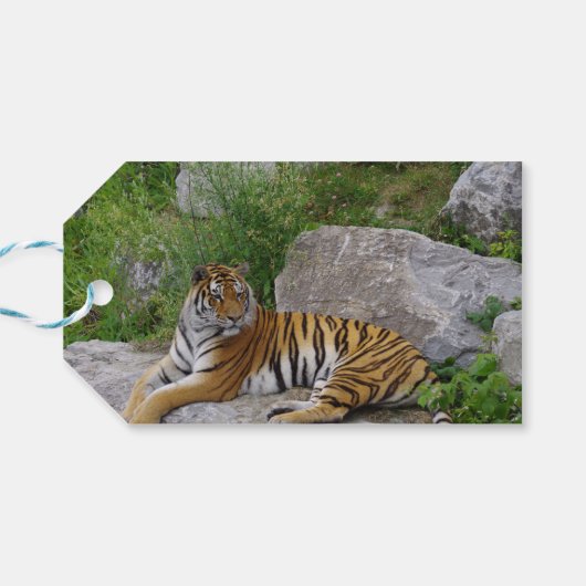 Foto van een Siberische tijger Cadeaulabel (Achterkant Horizontaal)
