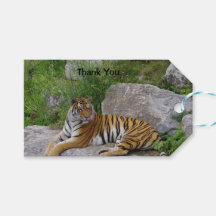 Foto van een Siberische tijger