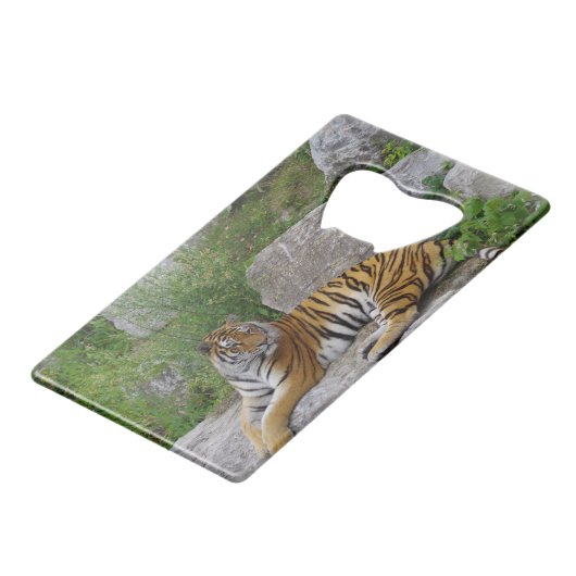 Foto van een Siberische tijger Creditkaart Flessenopener (Voorkant Gekanteld)