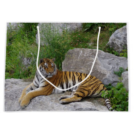 Foto van een Siberische tijger Groot Cadeauzakje