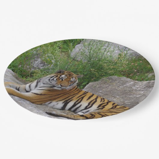 Foto van een Siberische tijger Papieren Bordje (Gekanteld)