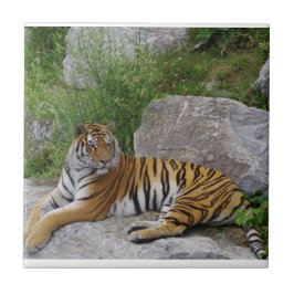 Foto van een Siberische tijger Tegeltje