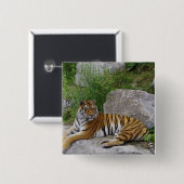 Foto van een Siberische tijger Vierkante Button 5,1 Cm (Voorkant /achterkant)