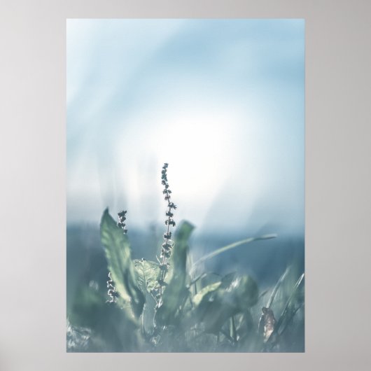 Foto van een sorrelplant in de natuur poster (Voorkant)