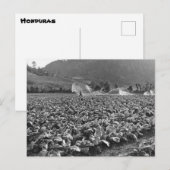 foto van een tabaksveld in honduras briefkaart (Voorkant / Achterkant)