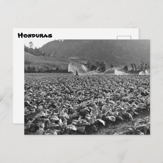  foto van een tabaksveld in honduras briefkaart (Voorkant / Achterkant)