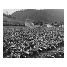  foto van een tabaksveld in honduras