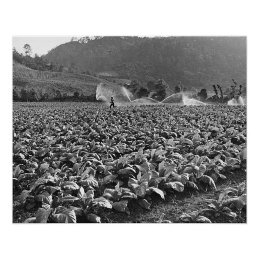 foto van een tabaksveld in honduras perfect poster (Voorkant)