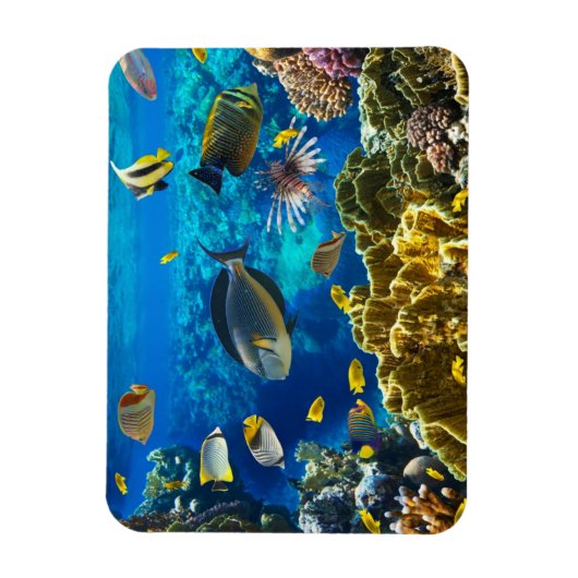 Foto van een tropische vis op een koraalrif magneet (Verticaal)
