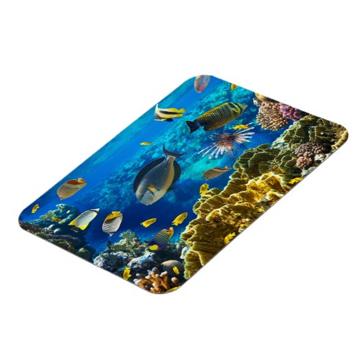 Foto van een tropische vis op een koraalrif magneet (Linkerzijde)