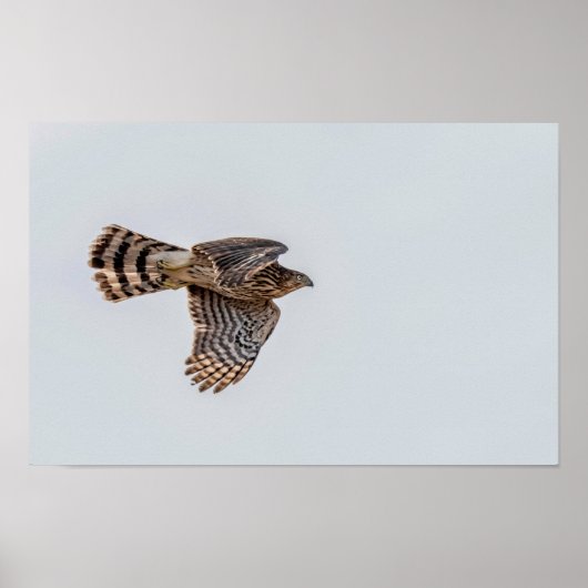 Foto van een vliegende sperwer poster (Voorkant)