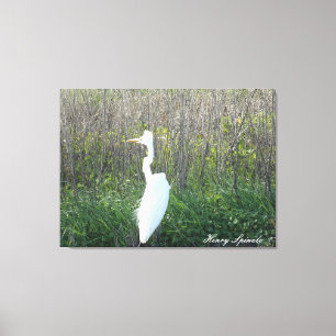 Foto van een wild Egret op canvas. Canvas Afdruk