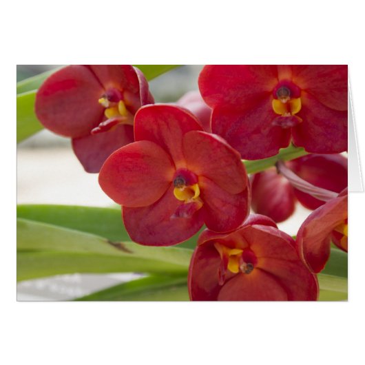 Foto van Elegant Red Orchids (Voorkant Horizontaal)
