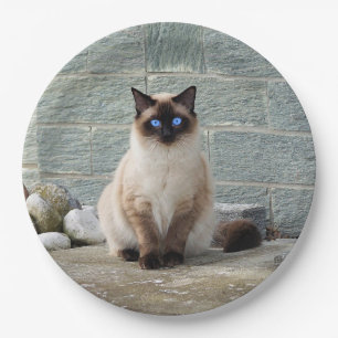 Foto van Elegant Siamese Cat Papieren Bordje