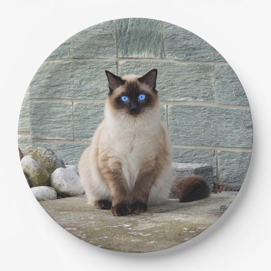Foto van Elegant Siamese Cat Papieren Bordje (Voorkant)