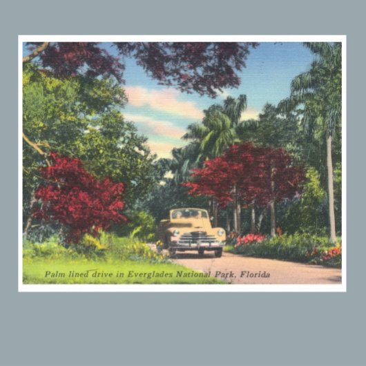 foto van Everglades National Park Florida Poster