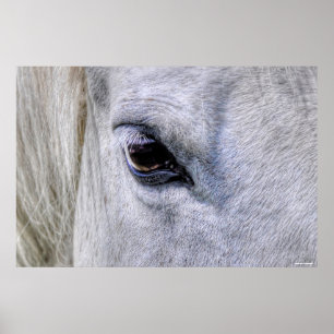 Foto van Eye of Horse White Ranch Mare Poster