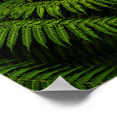 Foto van Fern Fine Art Poster (Hoek)