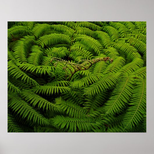 Foto van Fern Fine Art Poster (Voorkant)