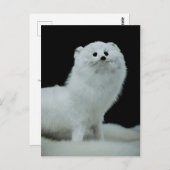 Foto van Ferret Taxidermy Fine Art Mount Briefkaart (Voorkant / Achterkant)